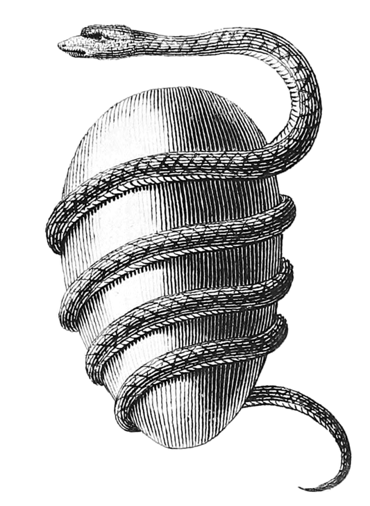 The Orphic Egg