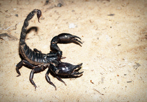 The Way a Scorpion Strikes